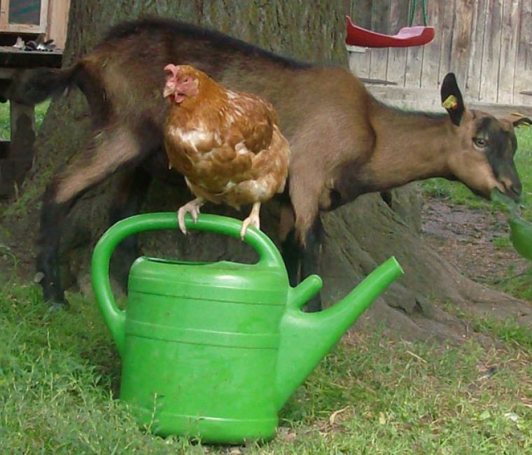 Tiere am Hof