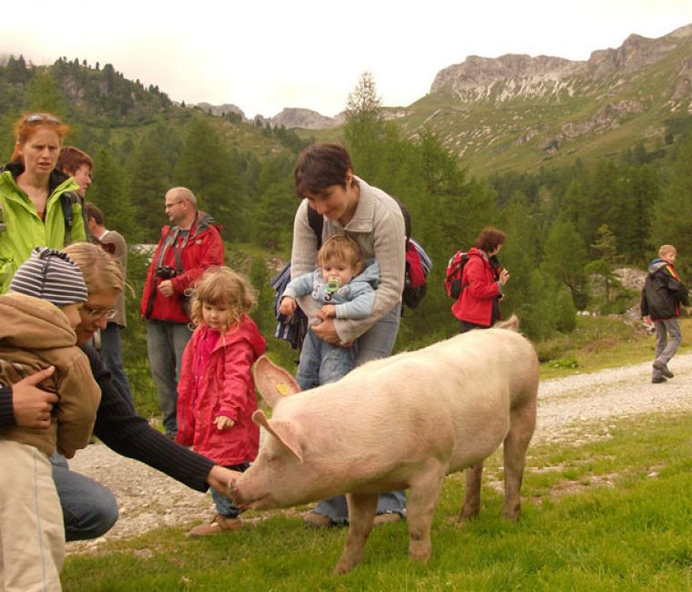Tiere am Hof