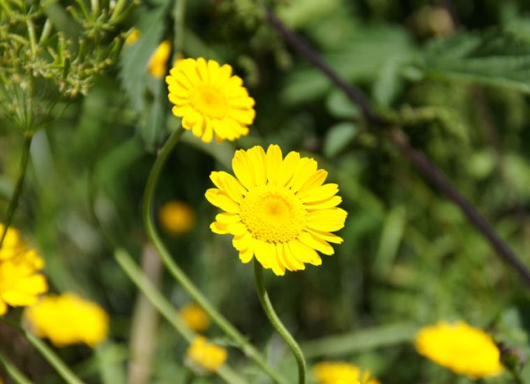 Sommer - Gut Neusess