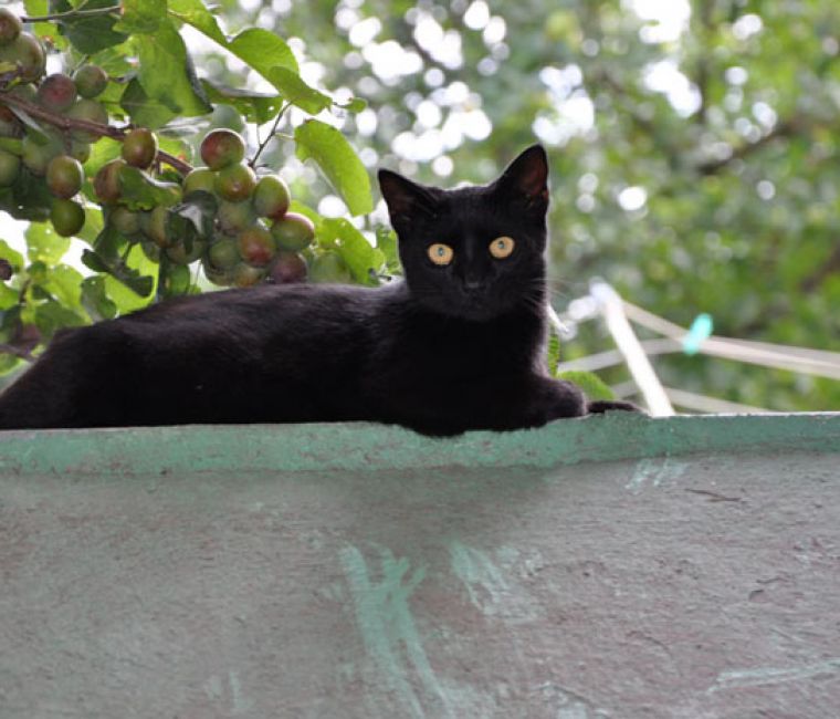 Katzen am Bauernhof