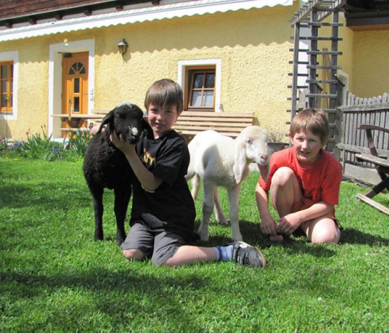 kleine Lämmer