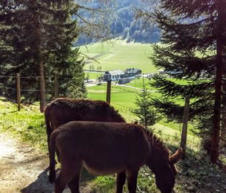 Pony auf der Alm