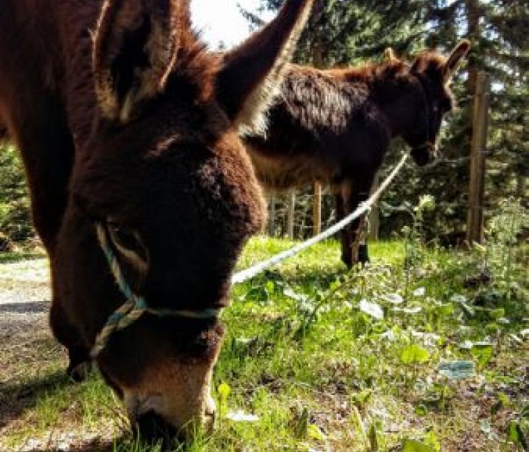 Pony beim Fressen