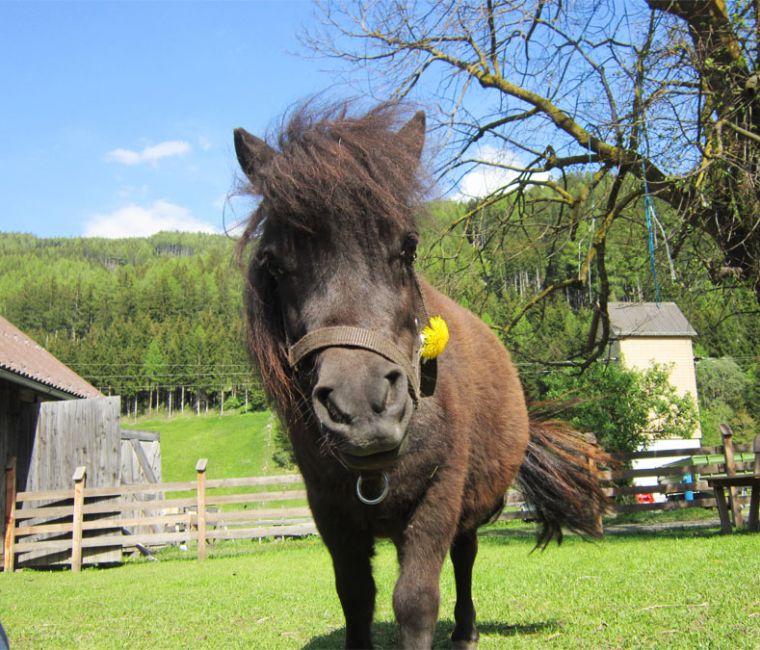 Pony in Mauterndorf