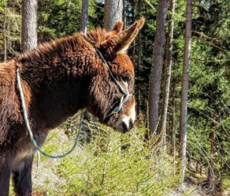 Pony in Mauterndorf