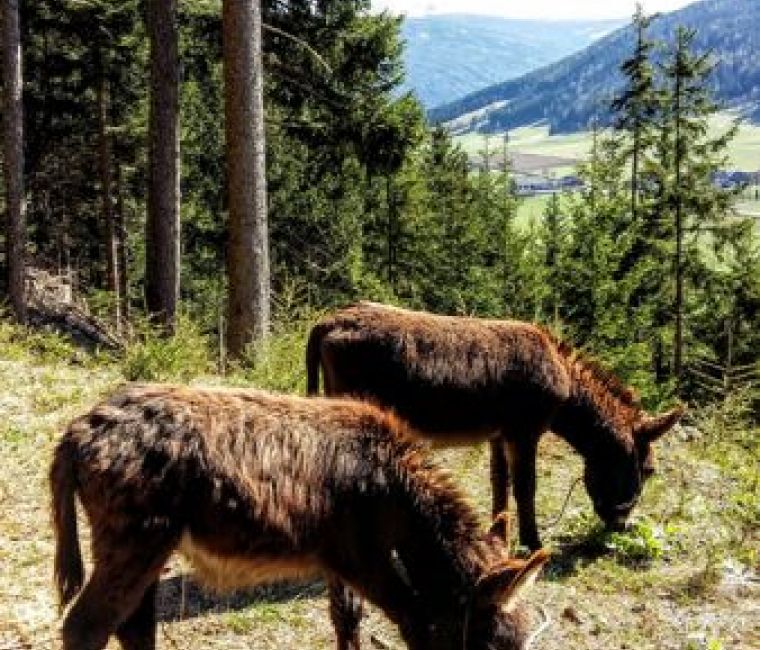 Ponys im Wald