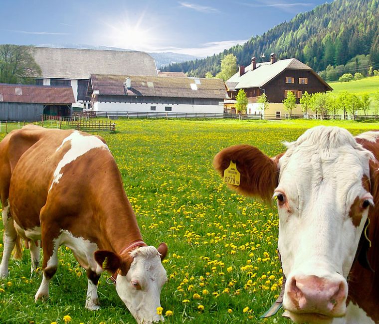 Bauernhofurlaub im SalzburgerLand